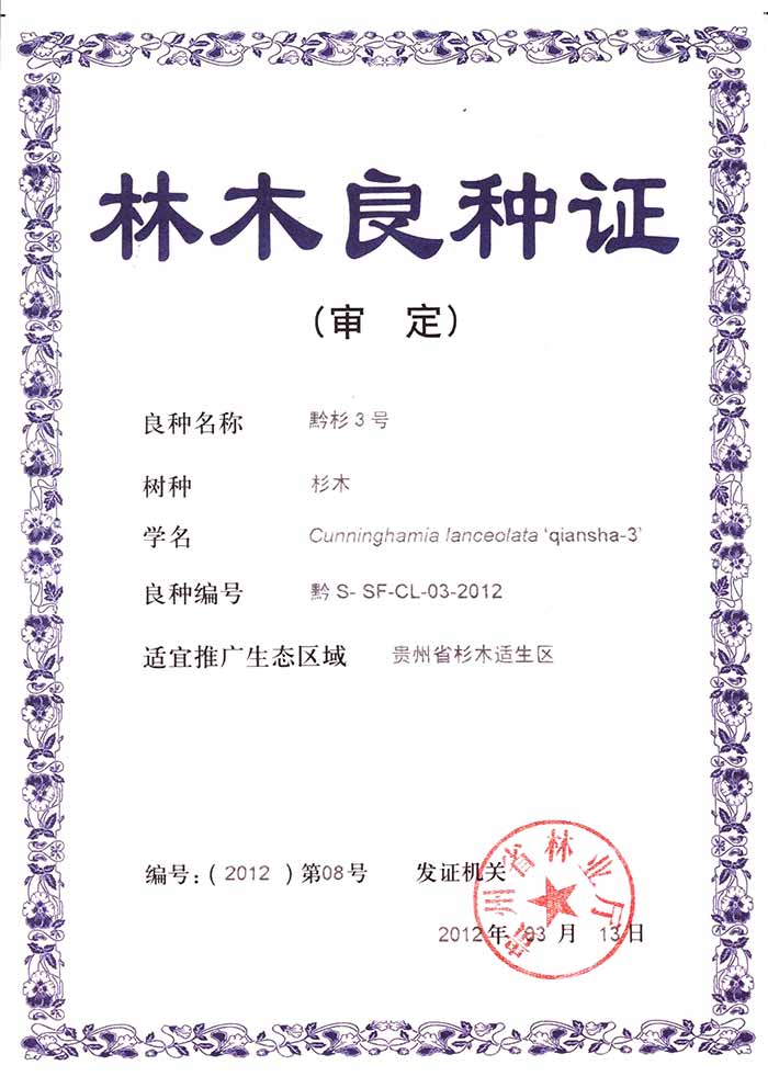 黔杉3号.jpg